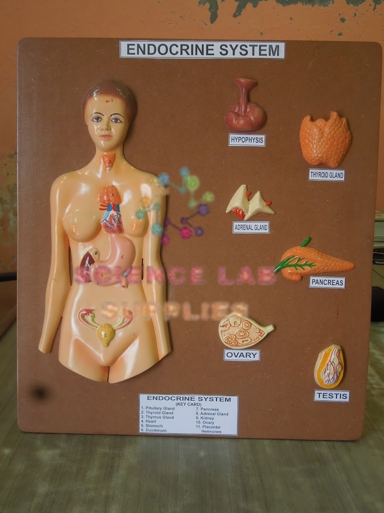 Human Model - Endocrine Gland, Big
