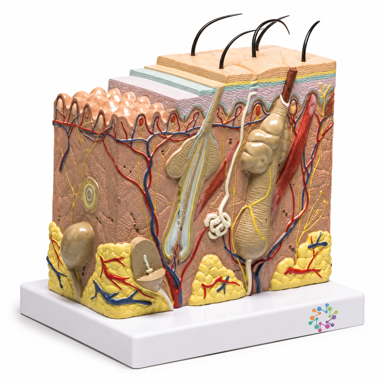 Skin Model
