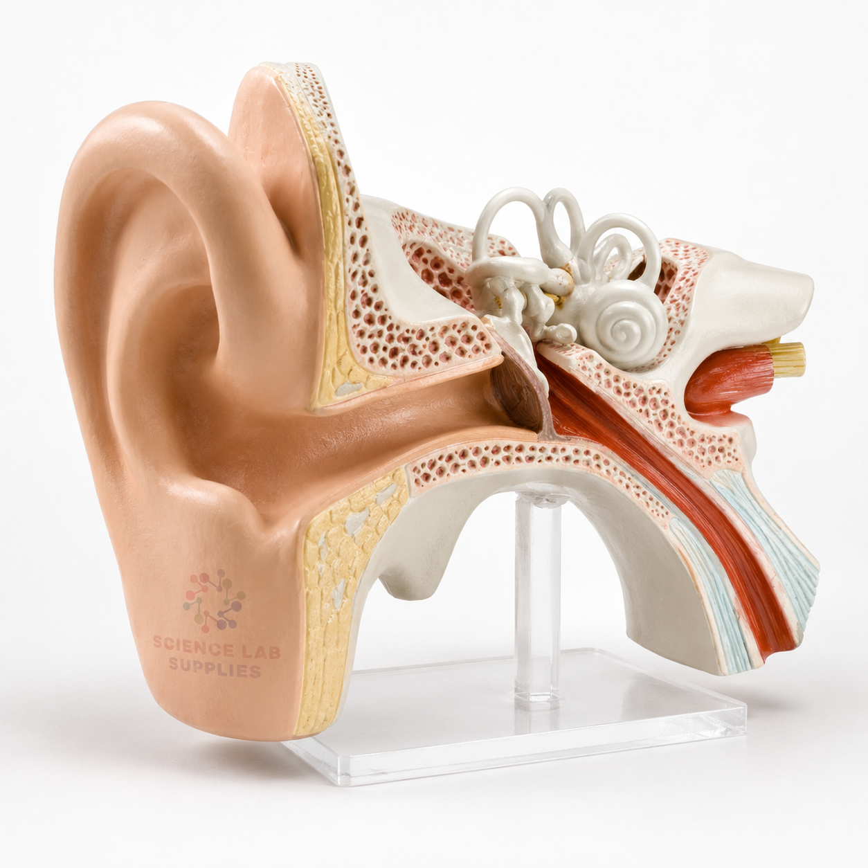 Ear Custom Models