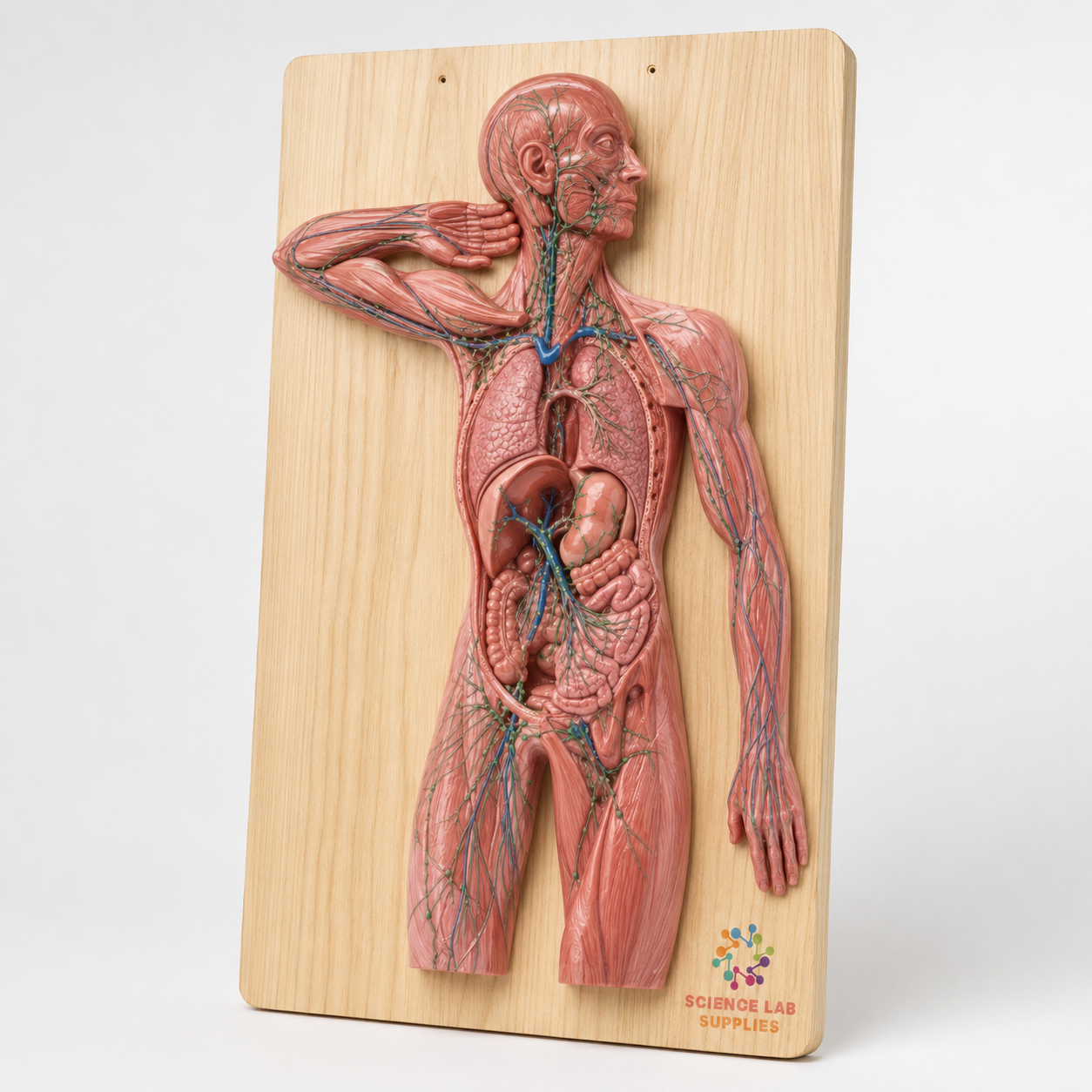 Lymphatic System