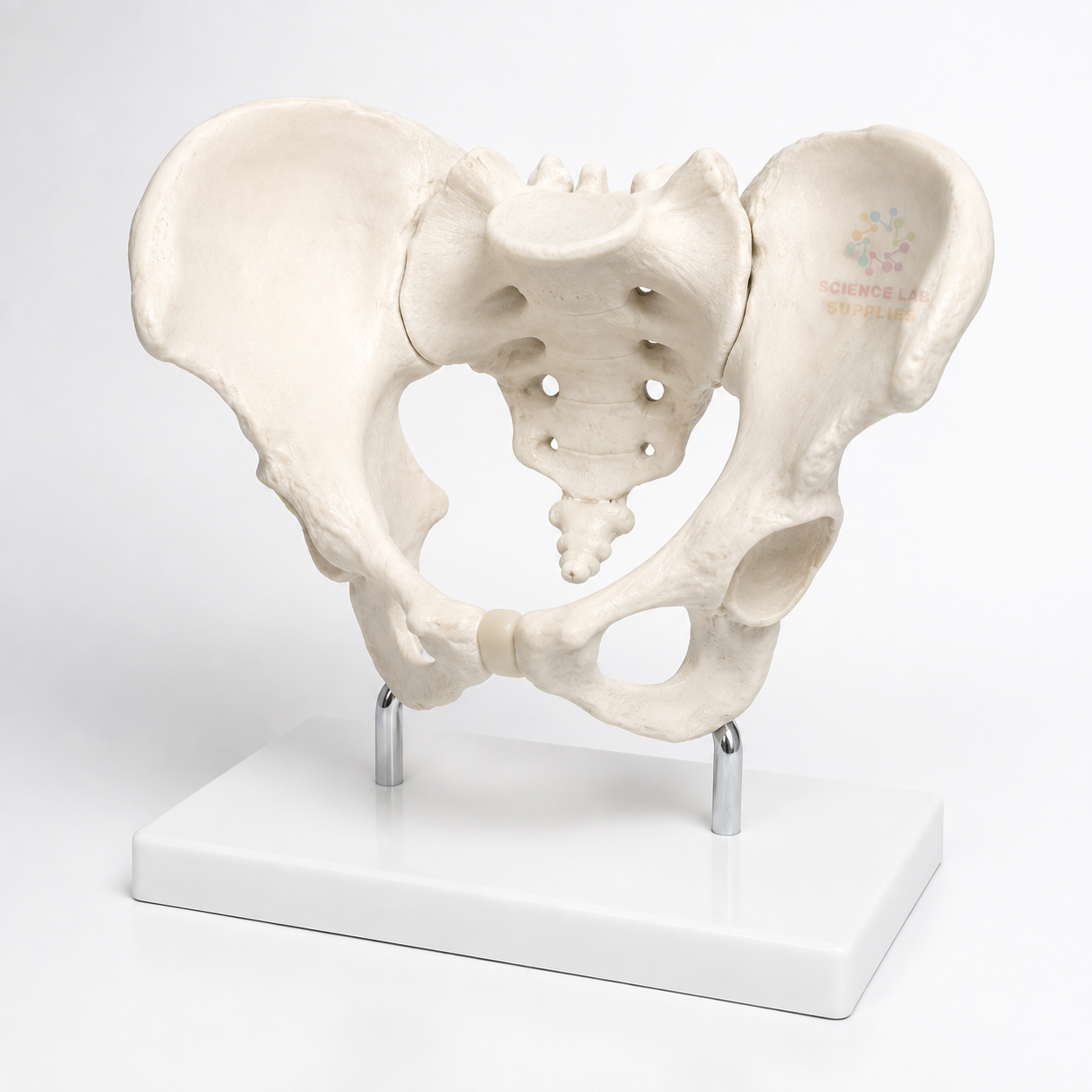 Human Adult Male Pelvis Structural Model