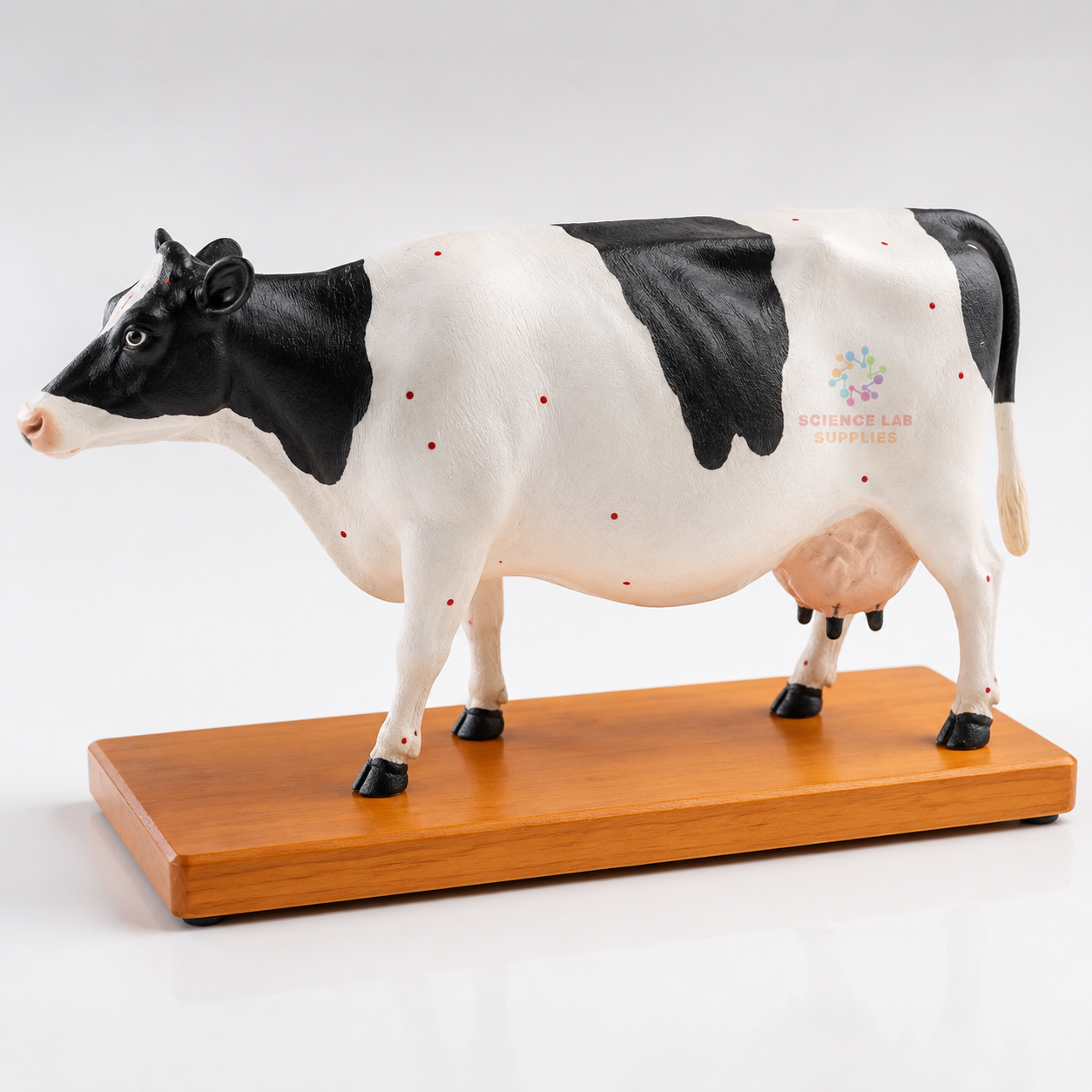 Cattle Acupuncture Model