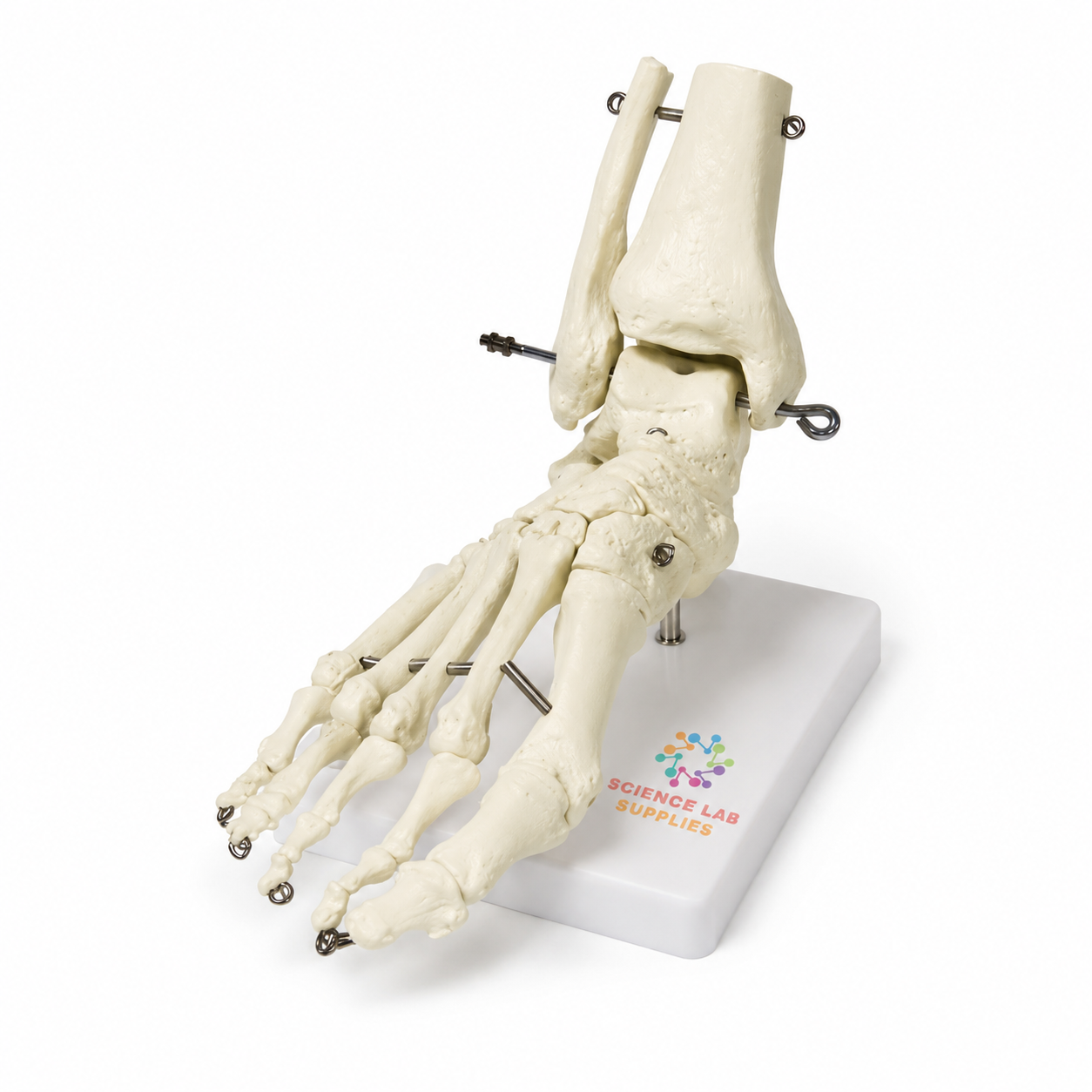 Foot Bones Model