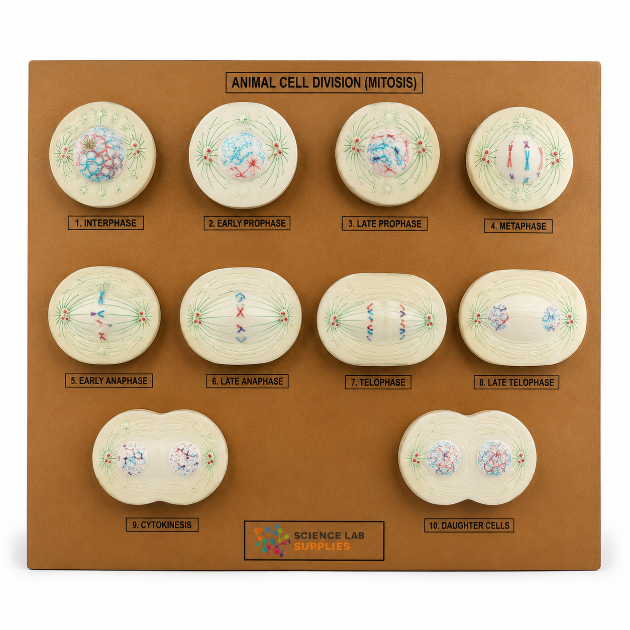Model, Animal Mitosis