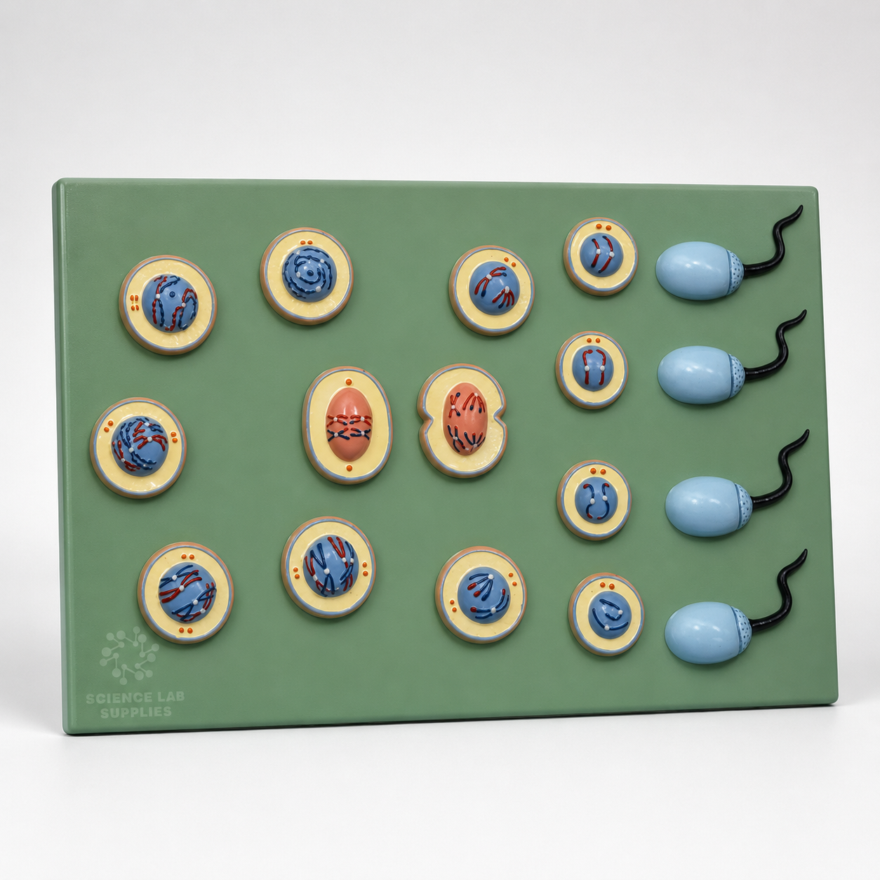 Spermatogenesis Model