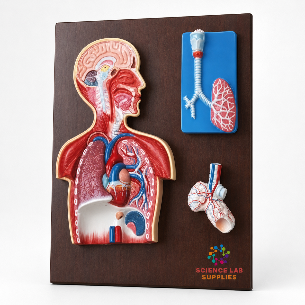 Human Breathing System