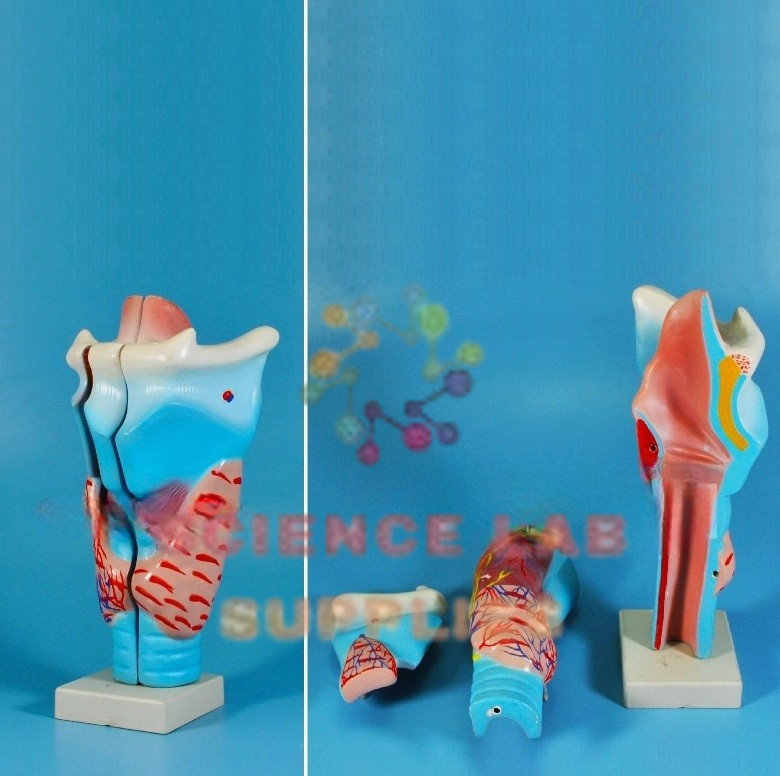 Human Larynx, Full Size 3 Parts