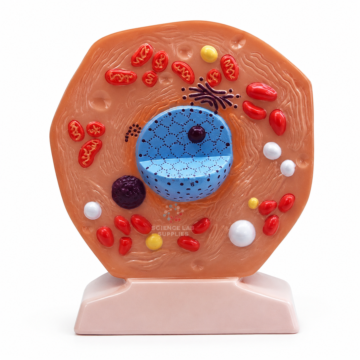 Animal Cell, Superior
