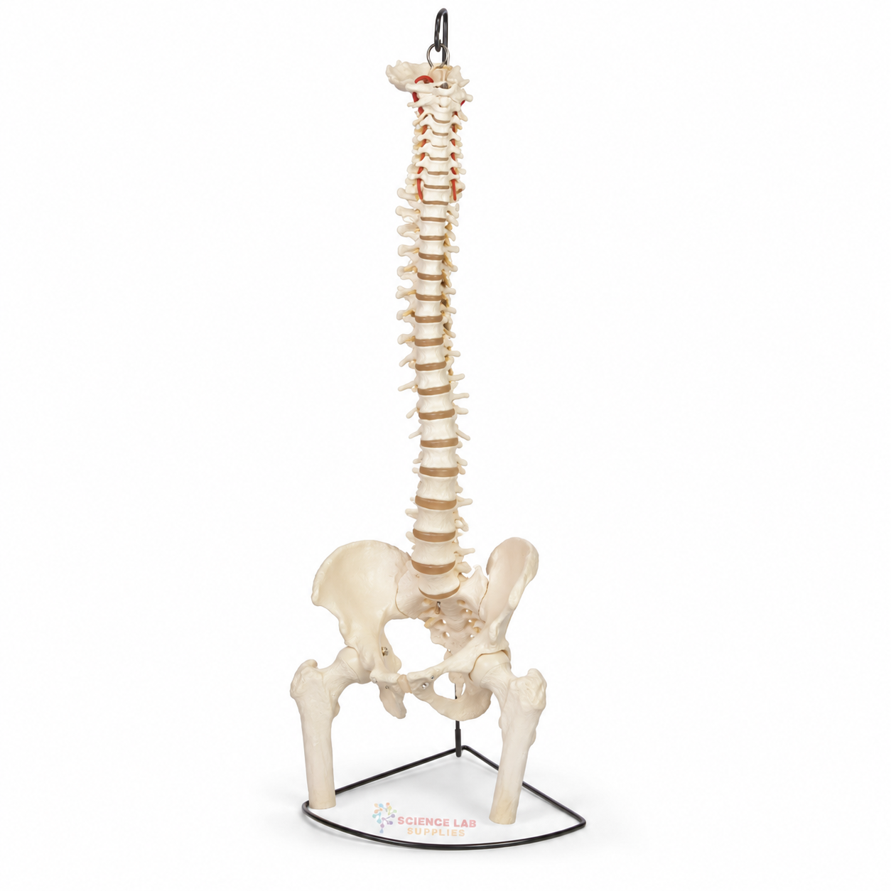 Human Vertebral Model With Pelvis & Femur Heads