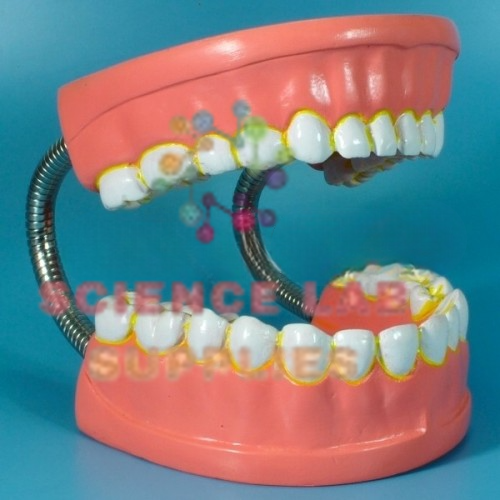 Human Teeth Model, Dental Care