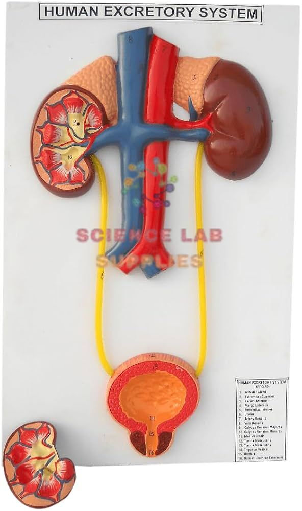 Human Model, Excretory System