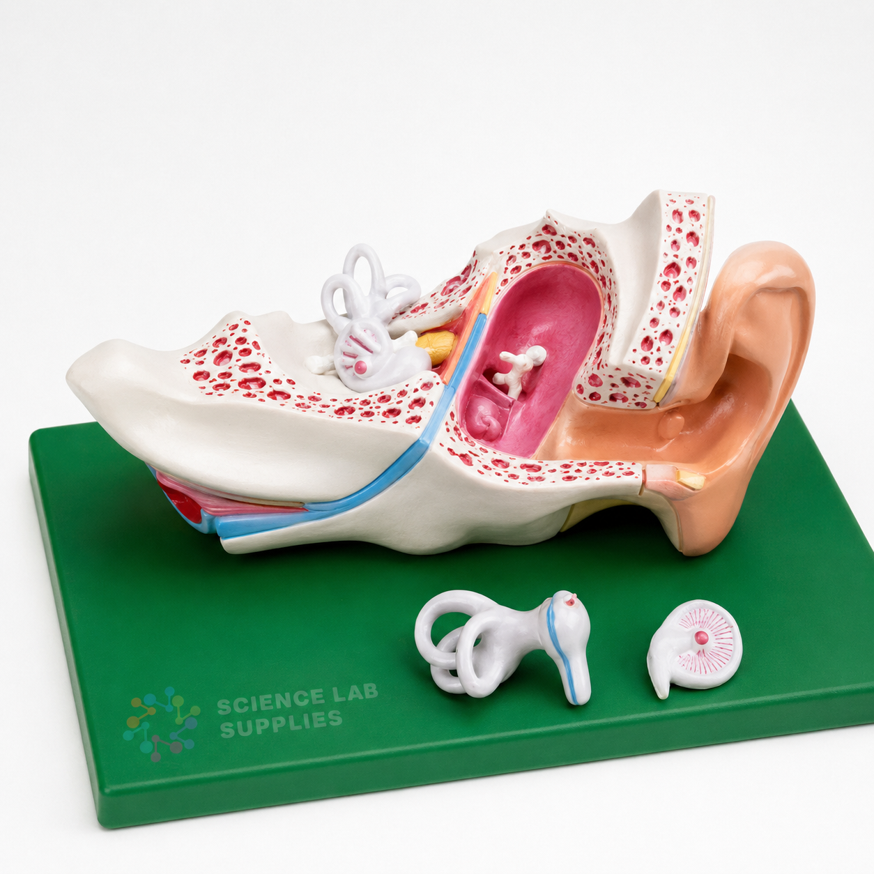 Human Model, Ear