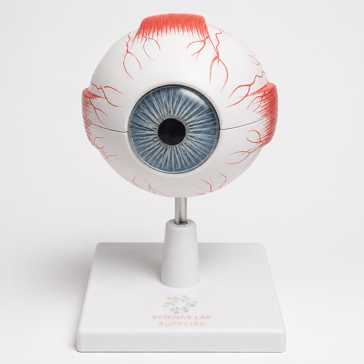 Human Model, Eye