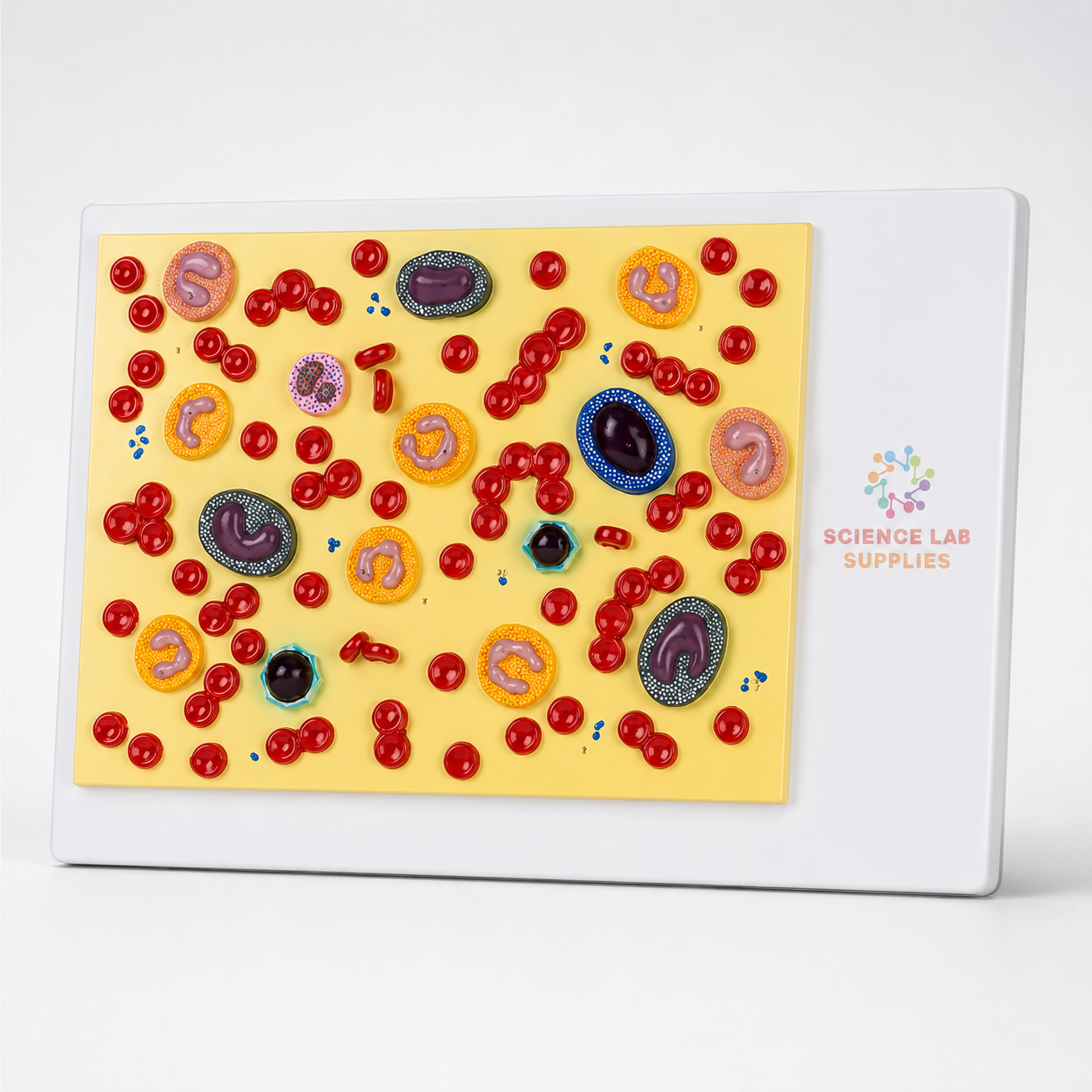 Human Blood Cells Model