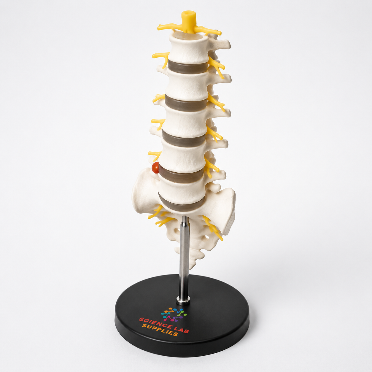 Human Lumbar Vertebrae Model