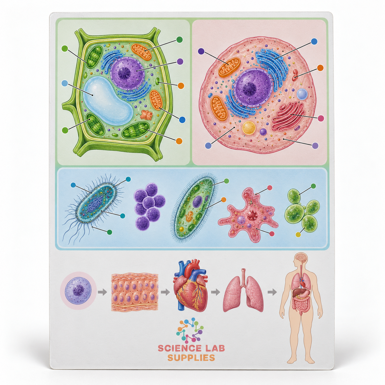 General Science (I) Charts, School Education