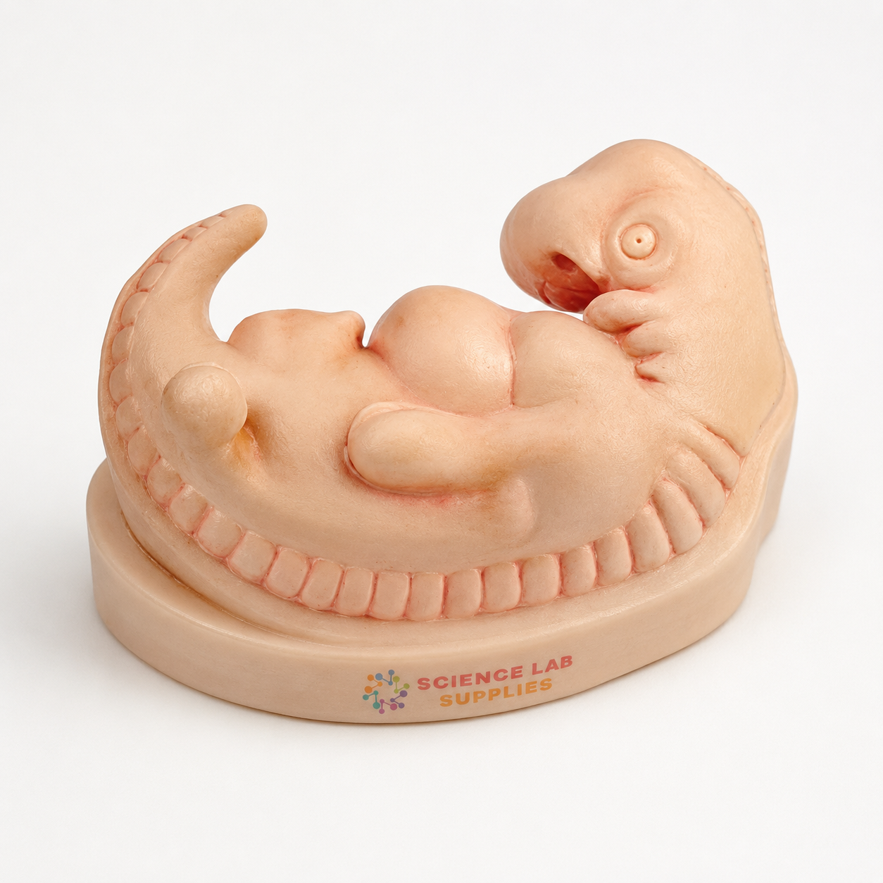 Human Embryo Model
