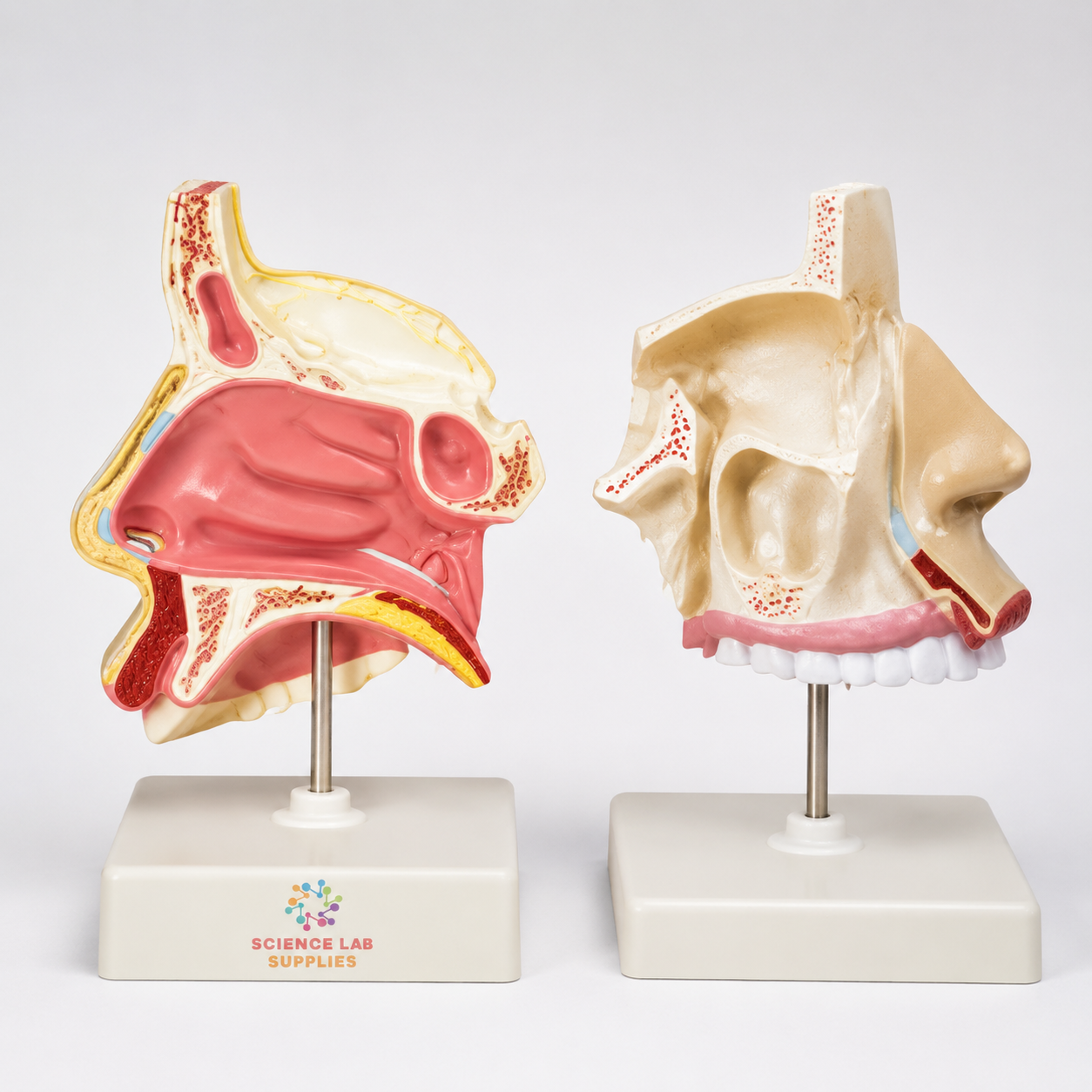 Anatomical Human Nasal Cavity Model