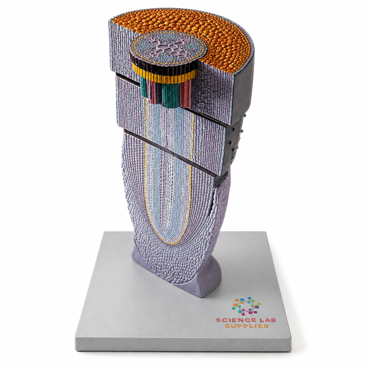 Dicot Root Tip Model
