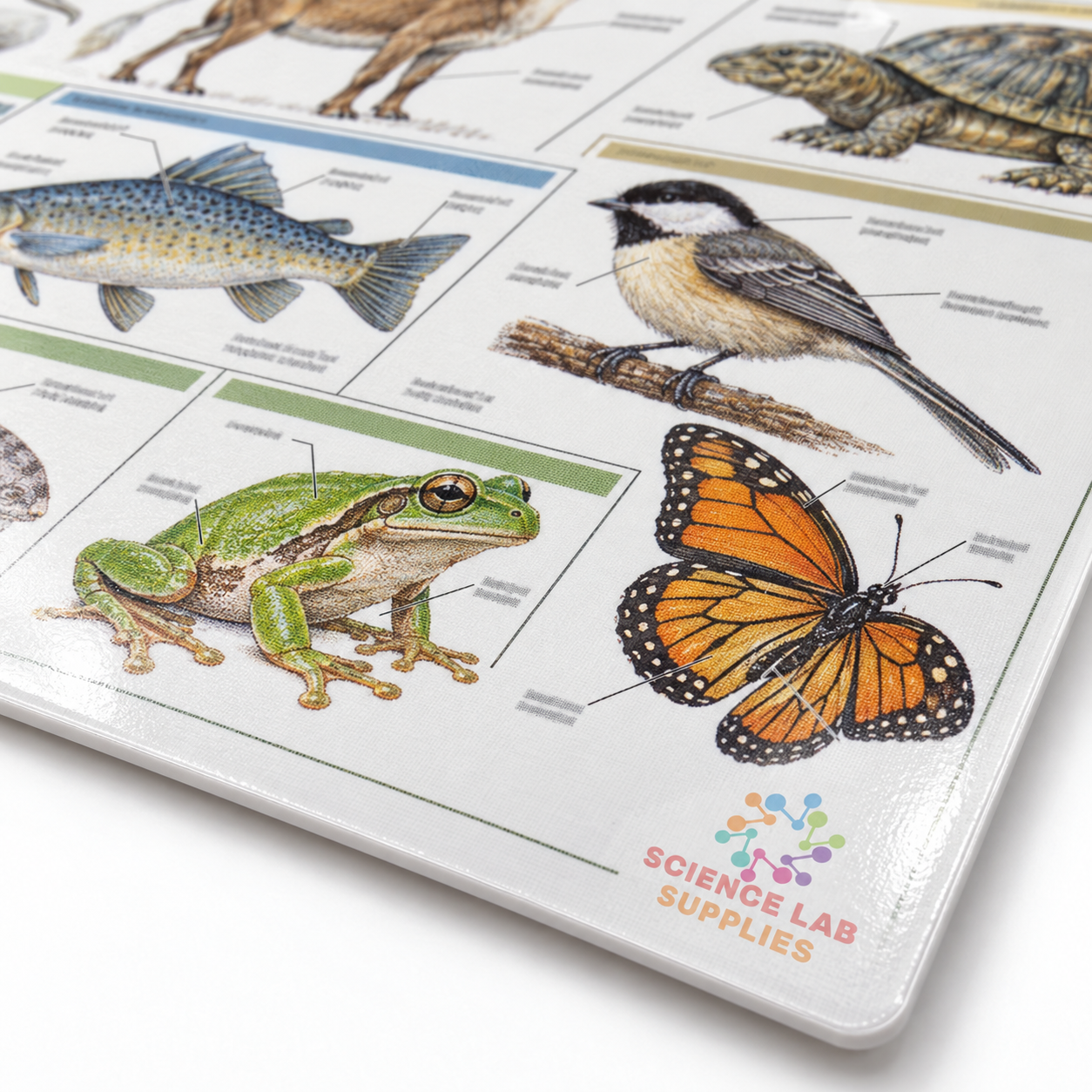 Animal Charts, Zoology, School Education