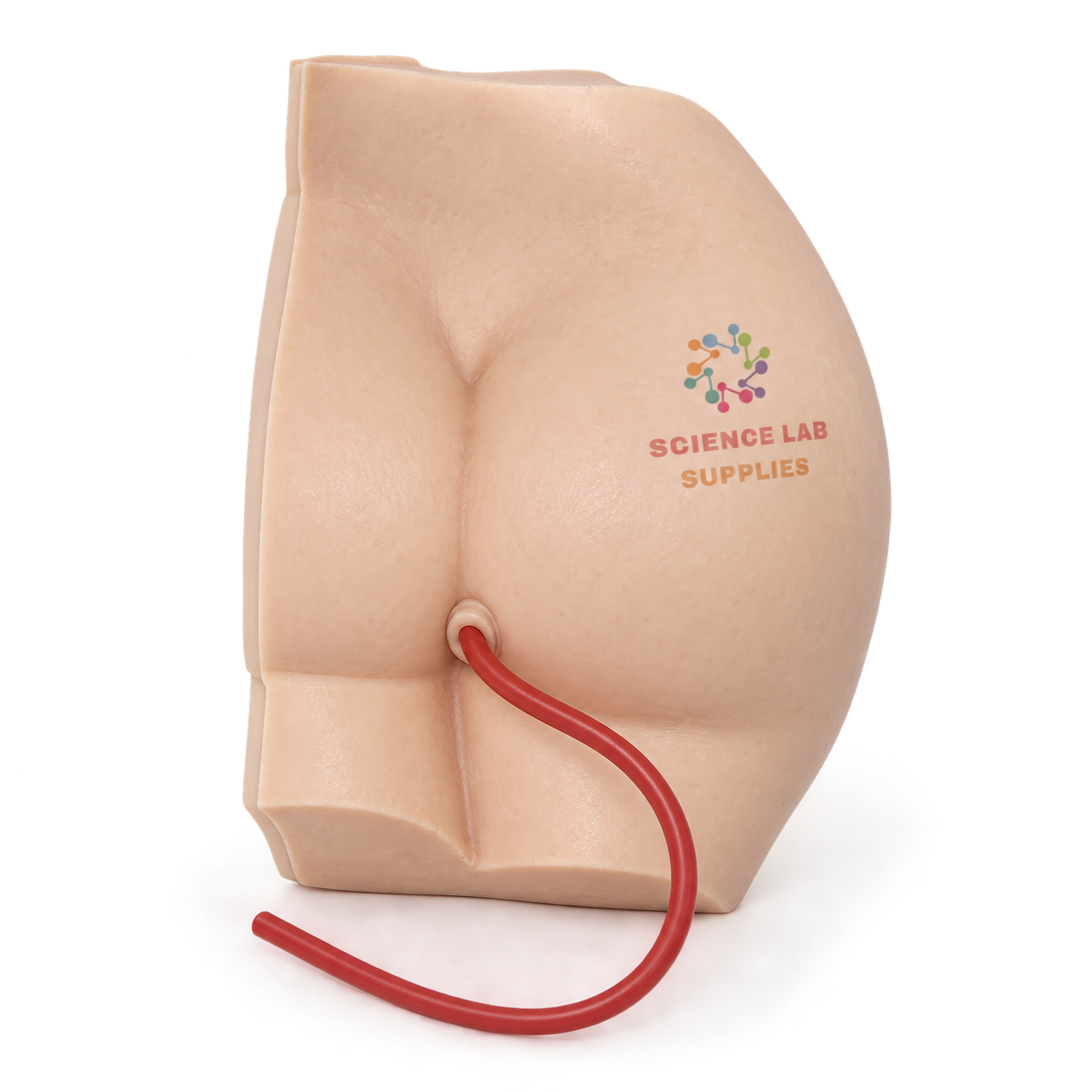 Buttock Injection Model