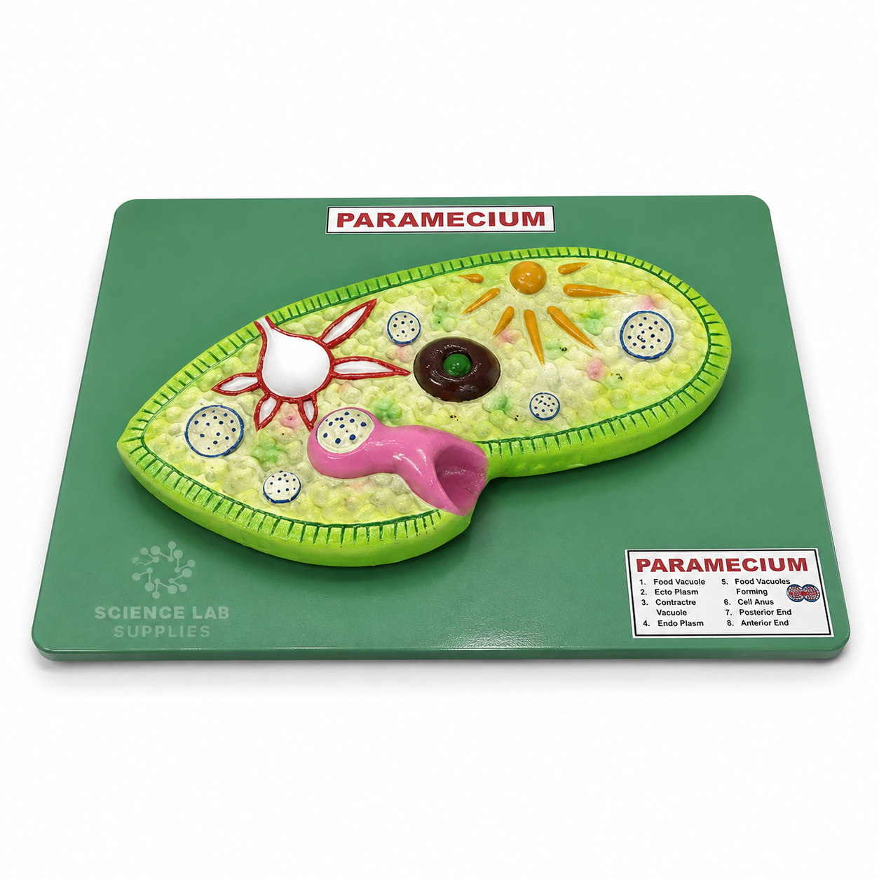 Paramecium Model