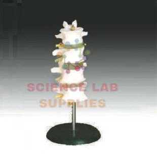 Human Lumbar Set Model