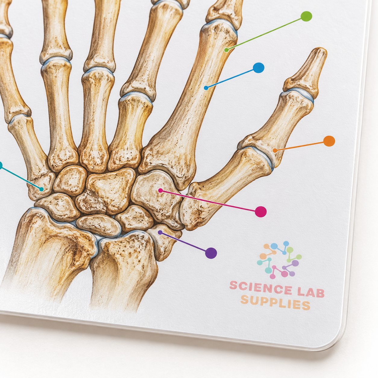 Medical (Nursing) Charts-I, School Education