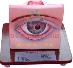 Human Eye Model with Eyelids