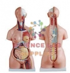 Human Torso with Interchangable Sex Organs, Muscles and Open Back, 23 Parts