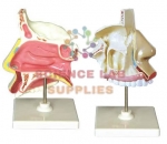 Anatomical Human Nasal Cavity Model