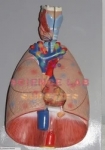 Human Thoracic Organs Model