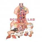 Human Torso, Unisex, 23 parts (PVC Plastic)