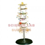 Human Lumbar Vertebrae Model