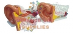 Ear model, PVC Plastic