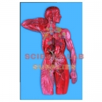 Lymphatic System