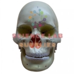 Human Model, Skull