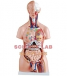 Human Torso with Interchangeable Sex Organs (Male and Female), 24 Parts